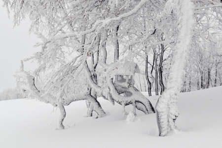 Chimeric icing covering beech trees in  winter mountainsの写真素材