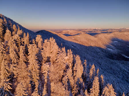 Amazing evening in the winter mountains with spruce trees covered by fresh snow and panoramic viewの写真素材