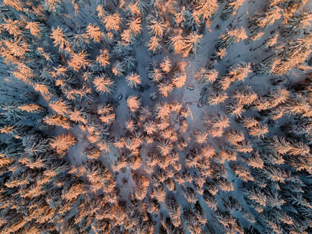 Winter fir forest with spruce trees illuminated by warm evening sun, view from aboveの写真素材