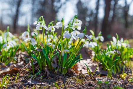First spring snowdrops flowers in the garden. Spring sceneの写真素材