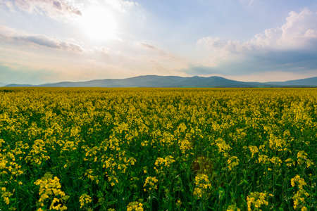 Idyllic rapeseed field on the sunset with hills on the horizon.の写真素材