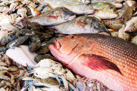 Close-up of a red sea snapper on a fish market in Egyptの写真素材