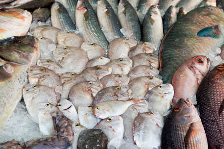 Variety of fishes on a Red sea fish market, a backgroundの写真素材