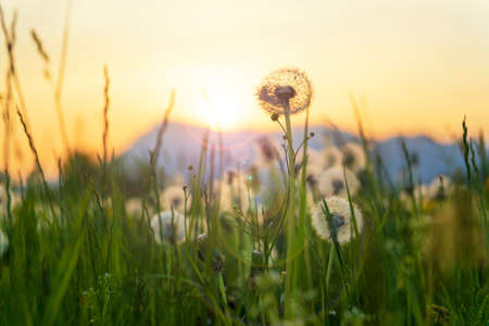 Fluffy dandelion flowers in the sunset. Beautiful landscape in Pordenone, Italyの写真素材