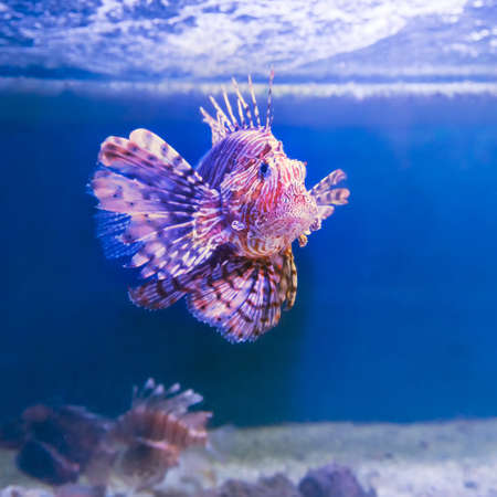 Beautiful but venomous lionfish in the Red Sea. Fish you can watch while snorkeling near beech coral reefs.の写真素材