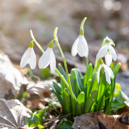 Spring snowdrops with warm day sunshine, square format