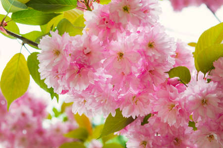 Blooming sakura flowers spring backgroundの写真素材