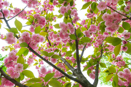 Sakura tree covered by beautiful tender spring flowers. Floral background.