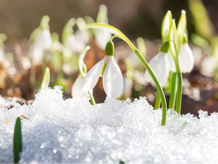 Early spring first snowdrops in the snow. A sunny day in Marchの写真素材