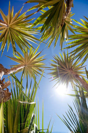 Palms and blue sky, view from beneath. A summer vacation concept.の写真素材