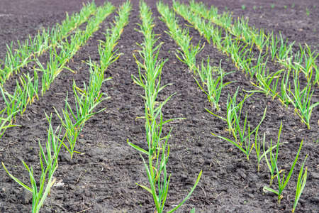 First green sprouts of planted onion. Garden greenery in spring. Fresh source of useful vitamines. Selective focus.の写真素材