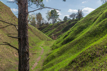Sunny hills with fresh spring grass. Nature canyon with pine tree trunk.の写真素材