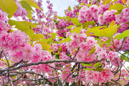 Sakura tree background. Blooming flowers on the sakura tree