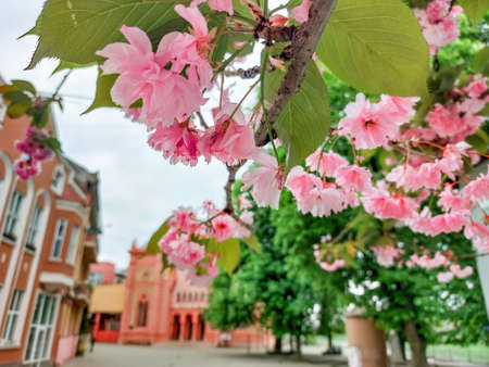 Romantic spring on the city streets of Uzhhorod, Ukraine. Blooming sakura treesの写真素材
