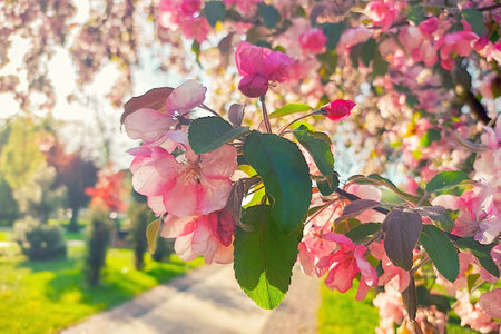 Blooming apple tree in warm vintage colors. Warm spring in the gardenの写真素材