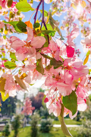 Tender pink apple tree flowers. Blooming apple flowers in spring. Floral background. Vertical photoの写真素材