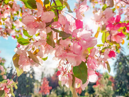 Blooming pink flowers on the apple tree. Colorful floral backgroundの写真素材