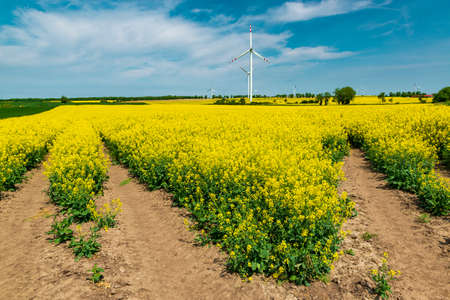 Yellow rapeseed field and wind turbines in the countryside. Sources of alternative energy.の写真素材
