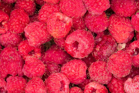 Freshly picked raspberry background. New summer harvest in the garden