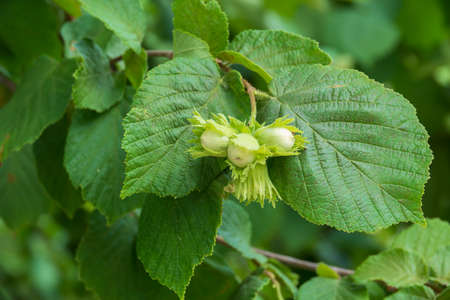 Hazelnuts growing on the tree branch. Popular snack kernel. Selective focus on nuts.の写真素材