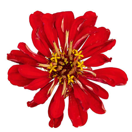 Exotic red flower isolated on white. Flower design elementの写真素材