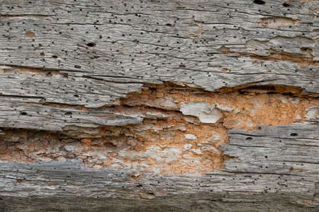 Oldr rotten spruce wood background. Natural textureの写真素材