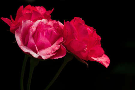 Three red roses on the dark background. Beautiful flower bouquetの写真素材