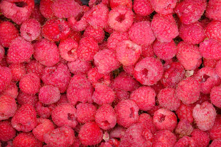 Fresh raspberry background. Big juicy raspberry handpicked in the bowlの写真素材