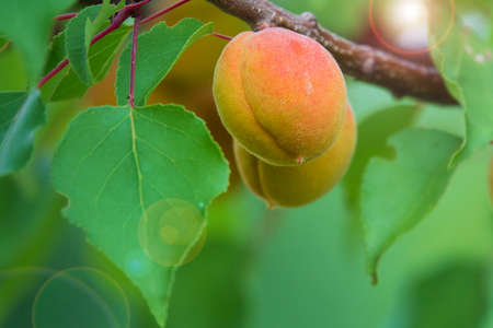 Pair of ripe apricots on the apricot tree branch with sun flare. Summer harvest on the orchard.の写真素材
