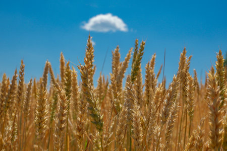 Wheat spikelets against the blue sky. Growing Ukrainian grain harvest.の写真素材