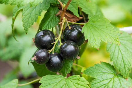 Big black currant berries on the branch. Summer harvest in the garden. Delicious berries full of vitamine C.の写真素材