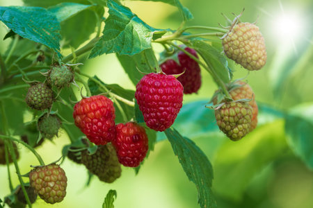 Ripe and green raspberry in the garden. Growing summer berry harvest
