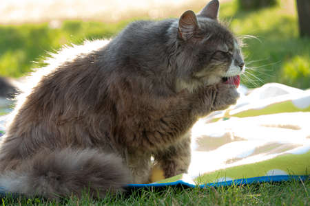 Cute licking cat. Fluffy gray cat licking his pawの写真素材
