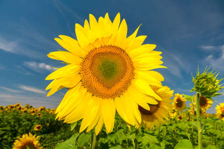 Big yellow sunflower head. Blooming sunflower field with deep blue sky on the backgroundの写真素材