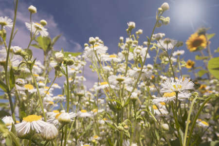 Sunny field of blooming wildflowers. Summertime meadow. Selective focusの写真素材