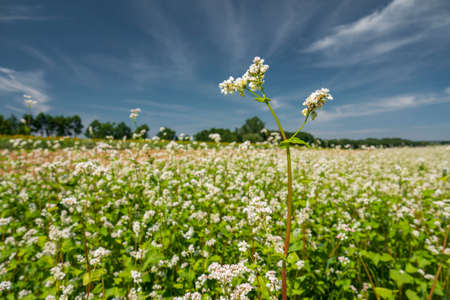 Blooming buckwheat field. Agriculture industry landscape.の写真素材