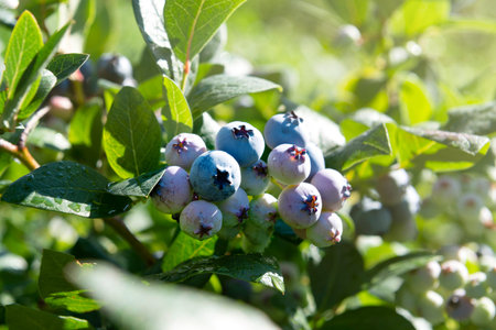 Delicious blueberries growing on a bush, sunny day in the garden