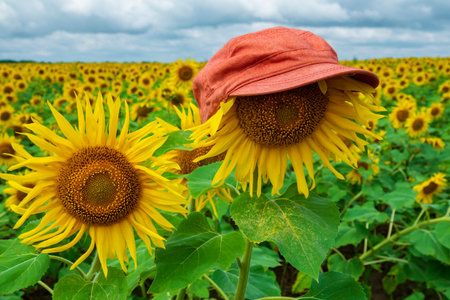 Blooming sunflower wearing funny cap. Colorful sunflower fieldの写真素材