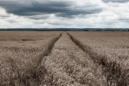 Wheat field with dramatic sky. Agriculture industry in Ukraine. Grain supply shortage illustrationの写真素材