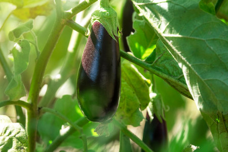 Fresh ripe eggplants growing in the gardenの写真素材