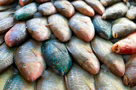 Variety of fresh fish catch in a local red sea marketの写真素材