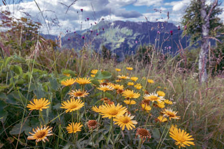 Wildflowers on the alpine trail in Soca valley, Slovenia. Popular europe travel destination for hiking and outdoor sports. Selective focus on the foregroundの写真素材