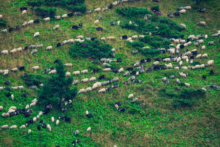 Herd of sheeps on the alpine pasture. View from above.の写真素材