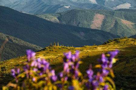 Sunny alpine hills with wildflowers on the foreground. Selective focus on the hillsの写真素材