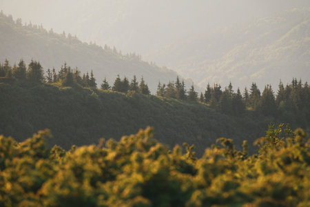 Hills with spruce trees silhouettes. Tranquil mountain landscape. Selective focusの写真素材