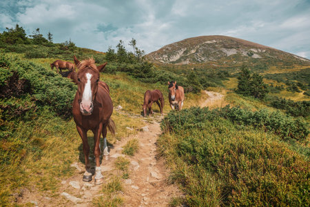 Wild horses on the alpine trail. Scene in the Carpathian mountains.の写真素材