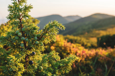 Juniper berries growing high in the mountains. Beautiful mountain sunset scene.の写真素材