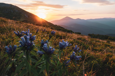 Beautiful wildflowers high in the mountains. Scenic morning in Carpathian mountains