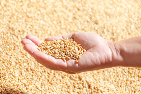 Handful of grain. Human hand holdung the wheat grain. New harvest at the farm. Food supply conceptの写真素材