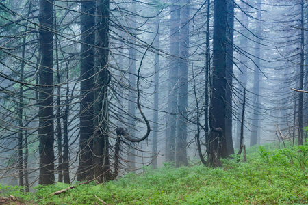 Misty rainy forest. Blue tree silhouettes in the rainy forest